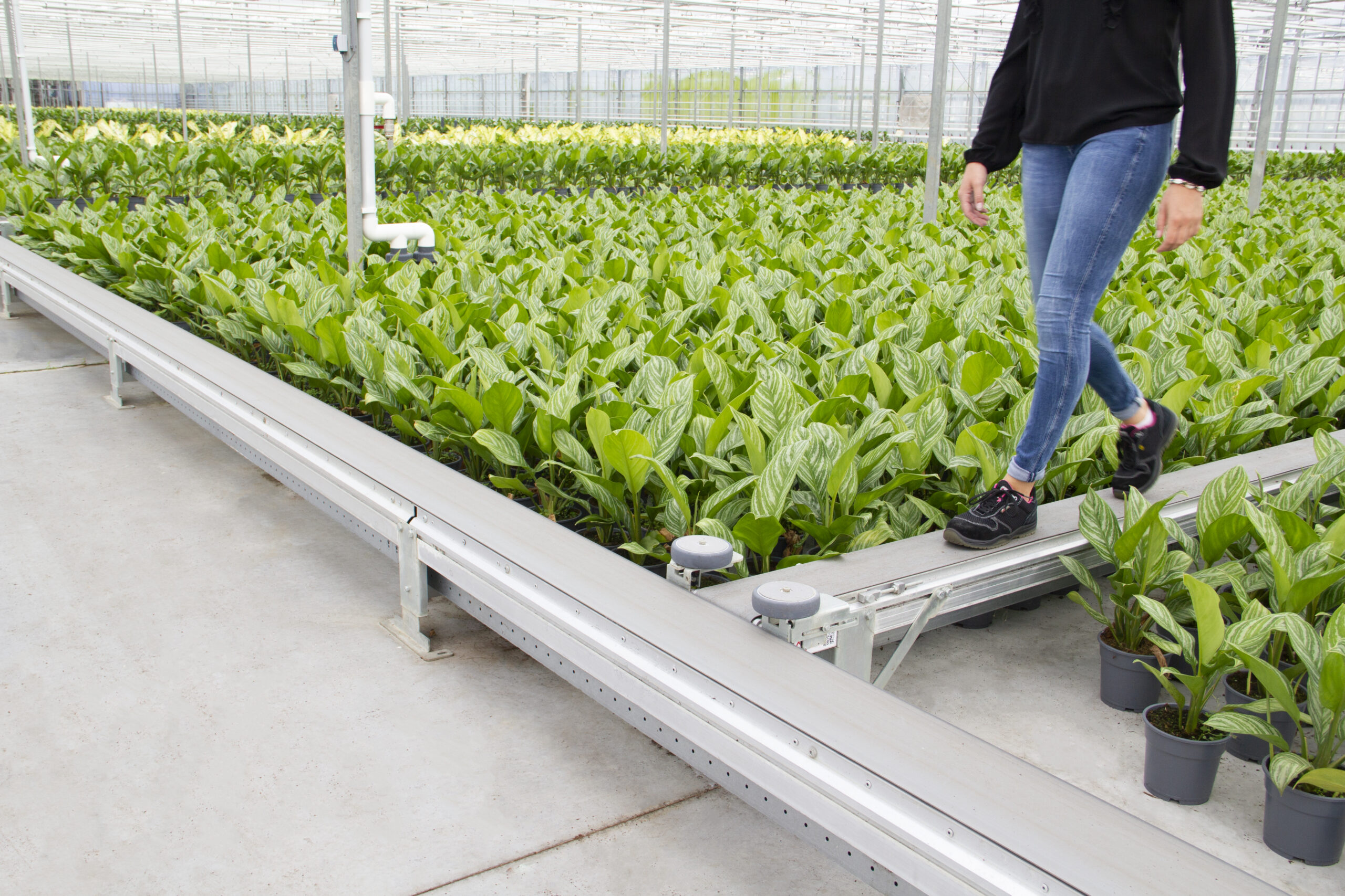 Fixed Conveyor Systems<i>.</i>